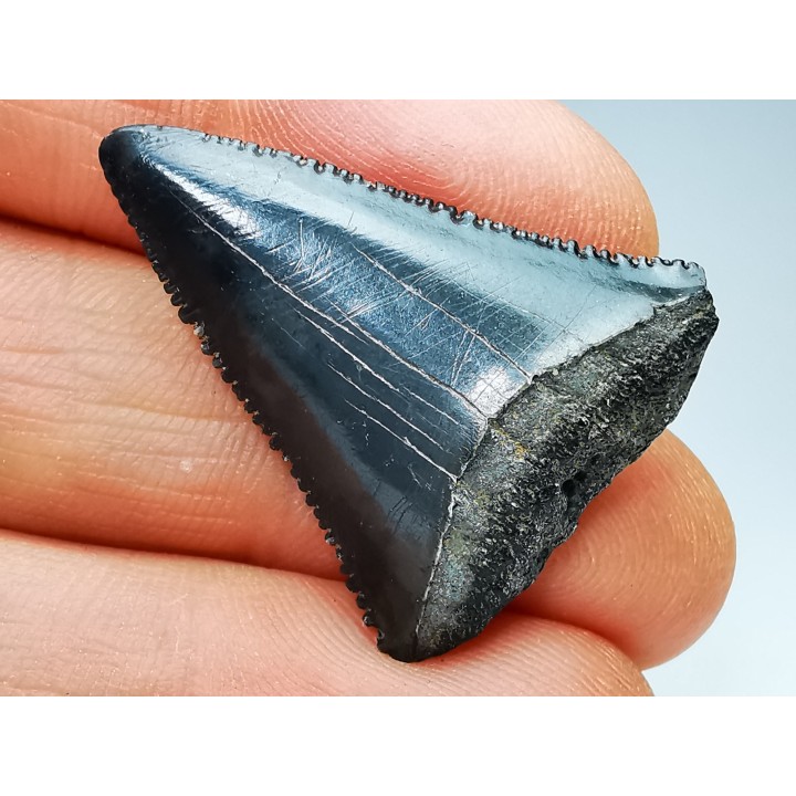 Dent fossile du GRAND REQUIN BLANC : Carcharodon carcharias