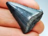 Dent fossile du GRAND REQUIN BLANC : Carcharodon carcharias