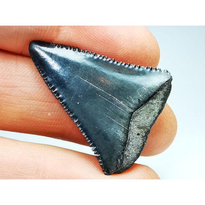Dent fossile du GRAND REQUIN BLANC : Carcharodon carcharias