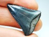Dent fossile du GRAND REQUIN BLANC : Carcharodon carcharias