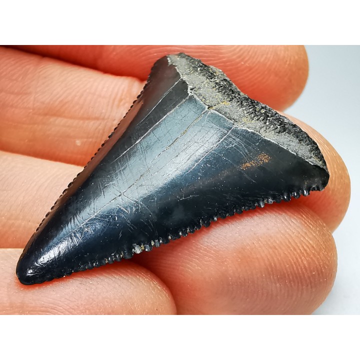 Dent fossile du GRAND REQUIN BLANC : Carcharodon carcharias
