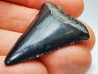 Dent fossile du GRAND REQUIN BLANC : Carcharodon carcharias