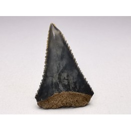 Dent fossile du GRAND REQUIN BLANC : Carcharodon carcharias