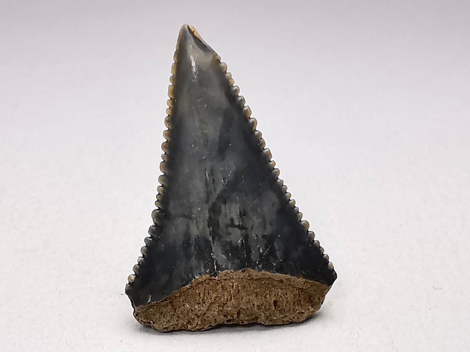 Fossil tooth of Great white shark: Carcharodon carcharias