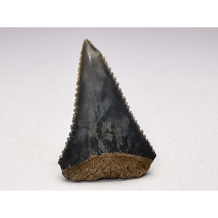 Fossil tooth of Great white shark: Carcharodon carcharias