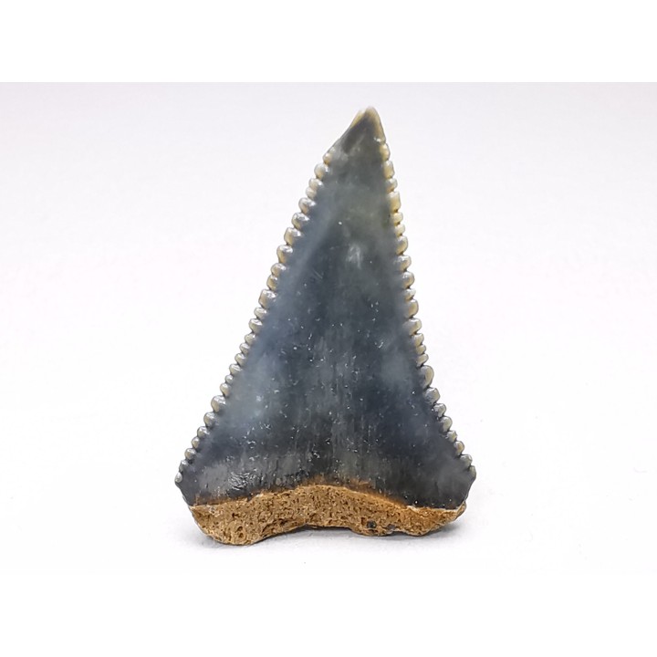 Fossil tooth of Great white shark: Carcharodon carcharias