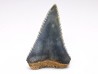 Fossil tooth of Great white shark: Carcharodon carcharias