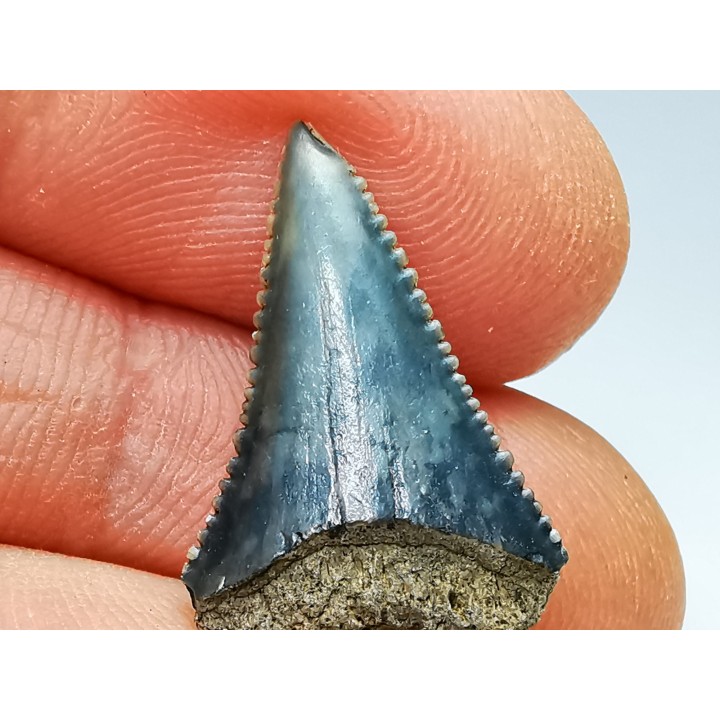 Dent fossile du GRAND REQUIN BLANC : Carcharodon carcharias