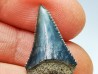 Dent fossile du GRAND REQUIN BLANC : Carcharodon carcharias