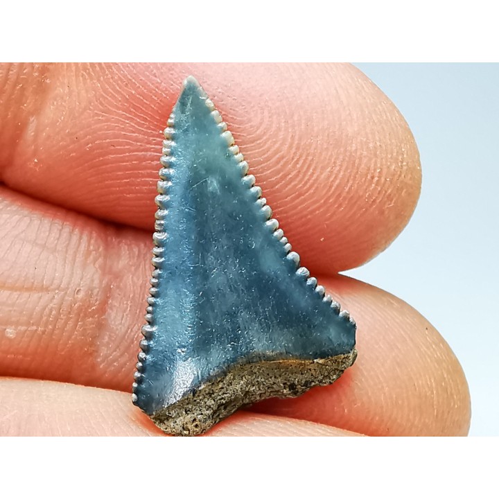 Dent fossile du GRAND REQUIN BLANC : Carcharodon carcharias