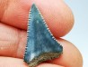 Fossil tooth of Great white shark: Carcharodon carcharias