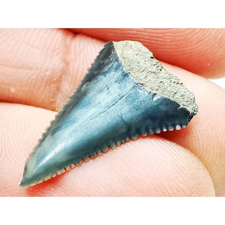 Dent fossile du GRAND REQUIN BLANC : Carcharodon carcharias