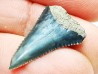 Fossil tooth of Great white shark: Carcharodon carcharias
