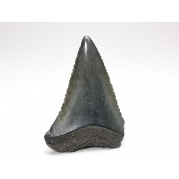 Fossil tooth of Great white shark: Carcharodon carcharias