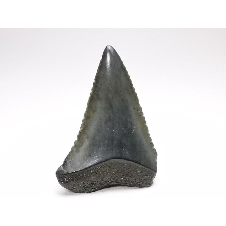 Fossil tooth of Great white shark: Carcharodon carcharias