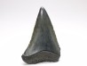 Dent fossile du GRAND REQUIN BLANC : Carcharodon carcharias