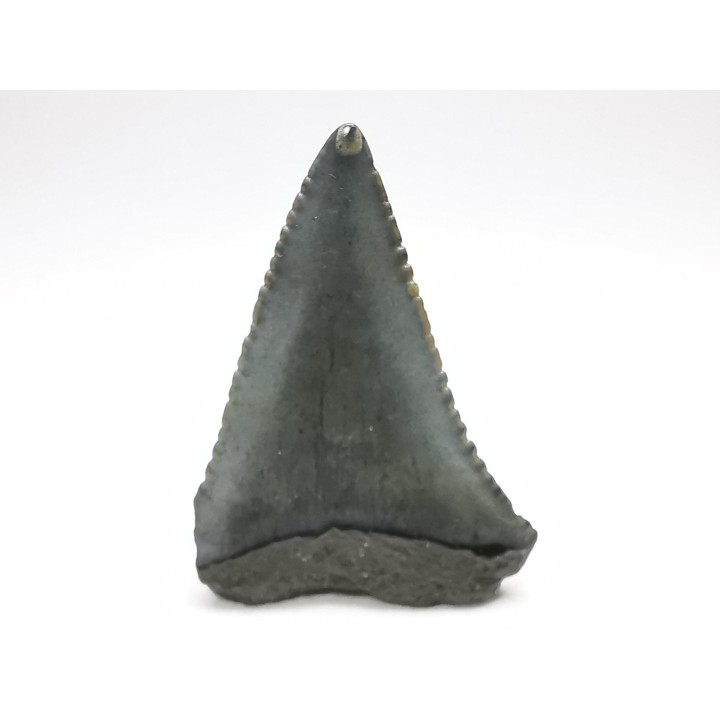 Dent fossile du GRAND REQUIN BLANC : Carcharodon carcharias