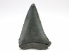 Fossil tooth of Great white shark: Carcharodon carcharias
