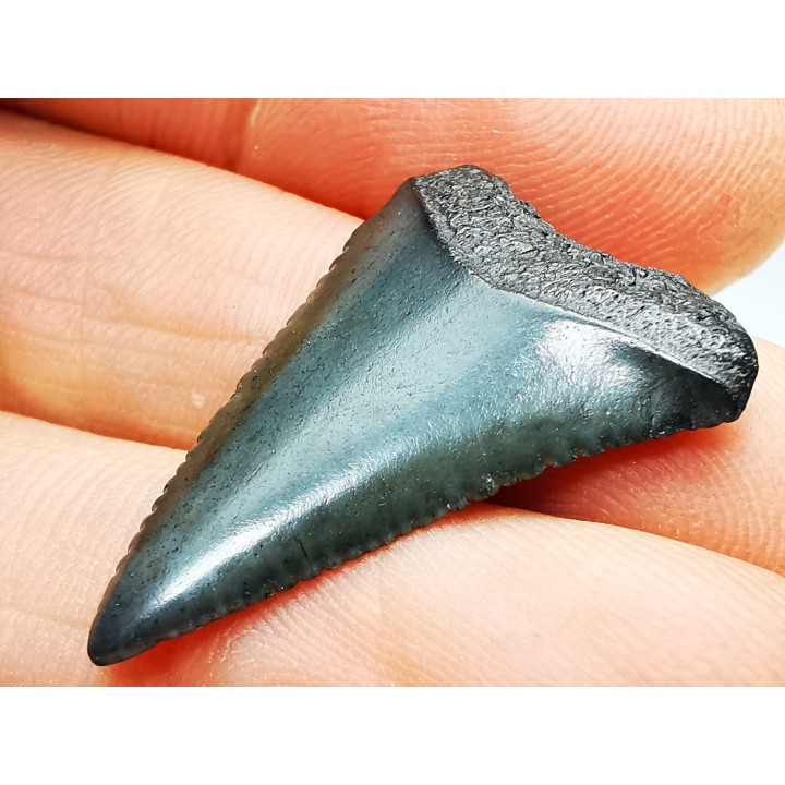Fossil tooth of Great white shark: Carcharodon carcharias