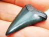 Dent fossile du GRAND REQUIN BLANC : Carcharodon carcharias