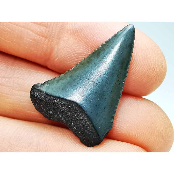 Dent fossile du GRAND REQUIN BLANC : Carcharodon carcharias