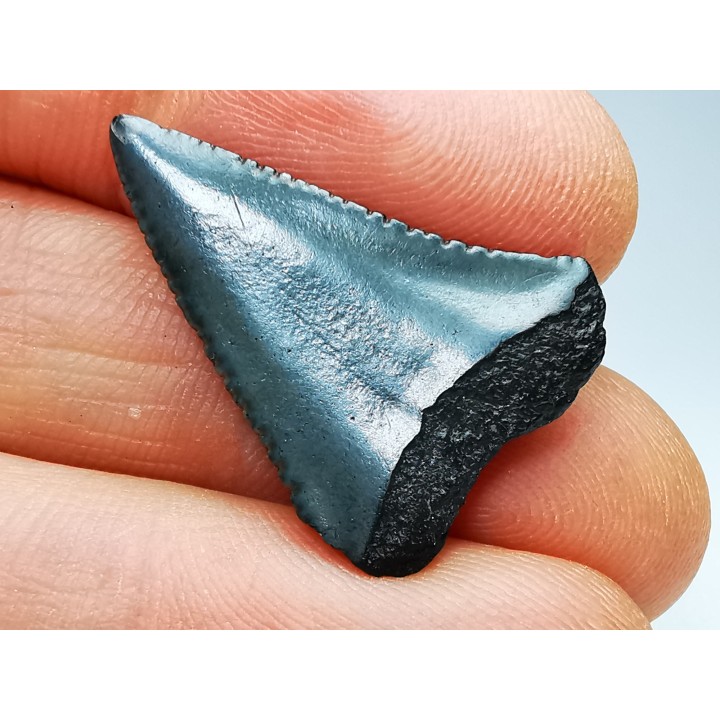 Dent fossile du GRAND REQUIN BLANC : Carcharodon carcharias