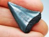 Dent fossile du GRAND REQUIN BLANC : Carcharodon carcharias