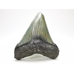 shark teeth: Carcharodon megalodon - Miocene (USA)