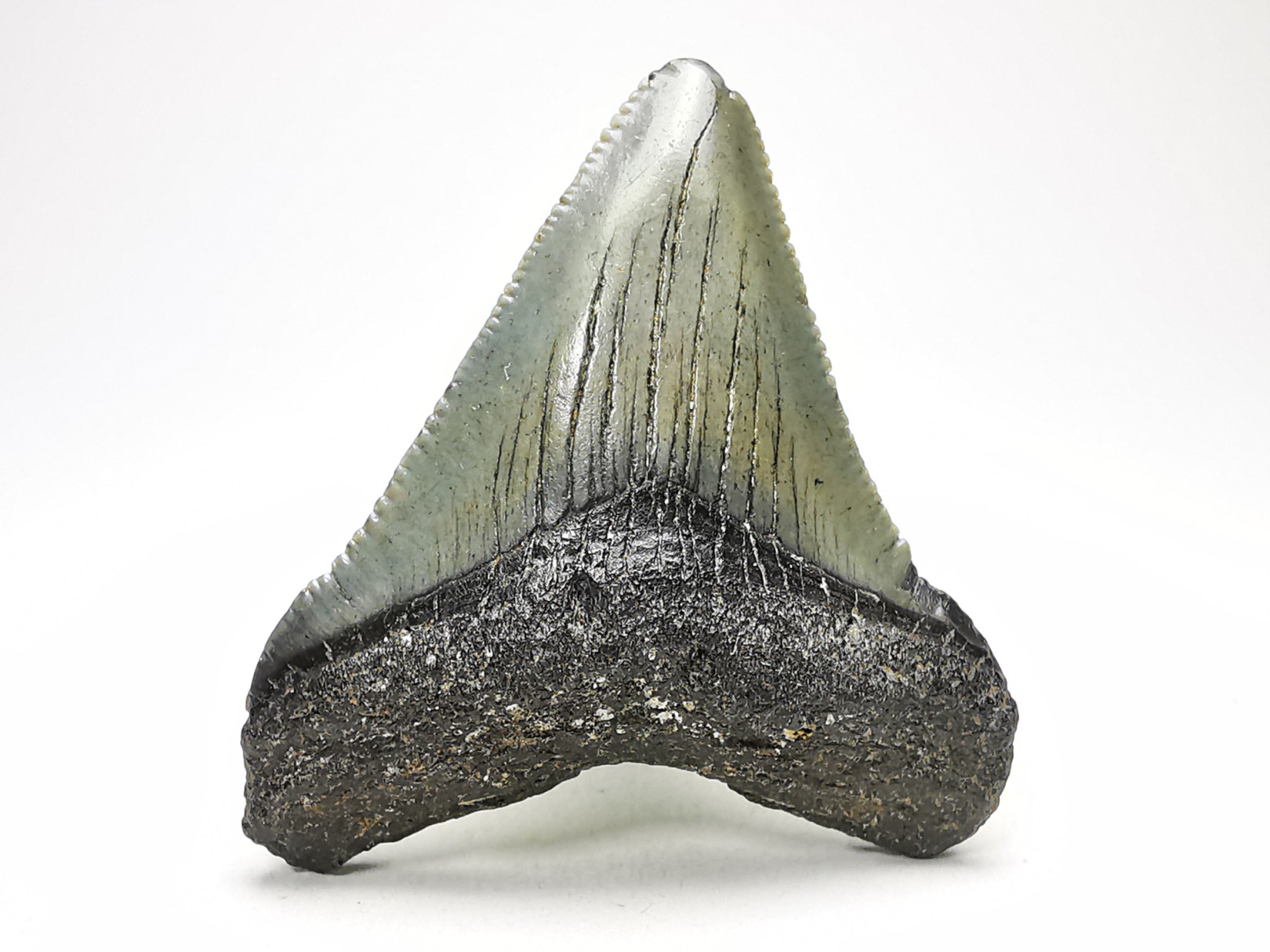 shark teeth: Carcharodon megalodon - Miocene (USA)