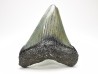 shark teeth: Carcharodon megalodon - Miocene (USA)