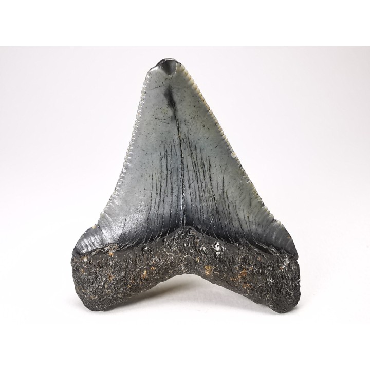 Dent de requin: Carcharodon megalodon, Miocène (USA)