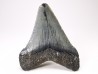Dent de requin: Carcharodon megalodon, Miocène (USA)