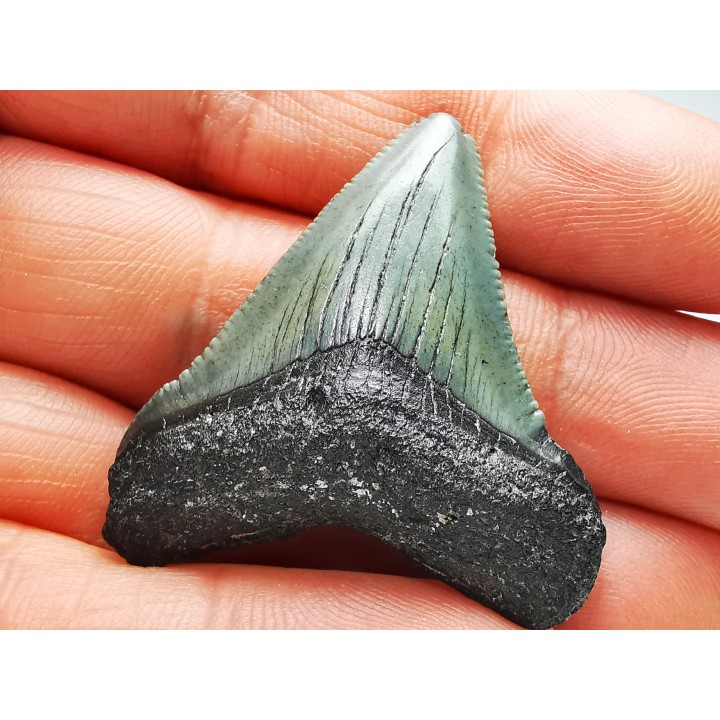 Dent de requin: Carcharodon megalodon, Miocène (USA)