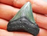 Dent de requin: Carcharodon megalodon, Miocène (USA)