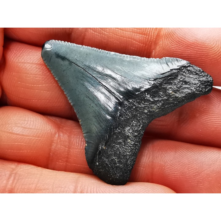 shark teeth: Carcharodon megalodon - Miocene (USA)