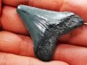 Dent de requin: Carcharodon megalodon, Miocène (USA)