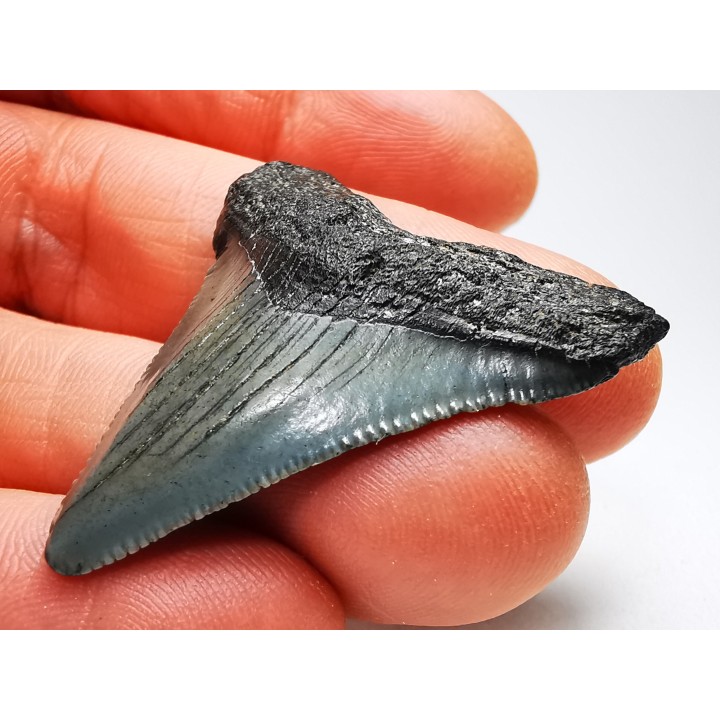 shark teeth: Carcharodon megalodon - Miocene (USA)
