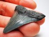 Dent de requin: Carcharodon megalodon, Miocène (USA)