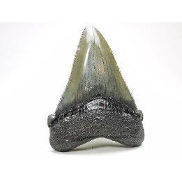 shark teeth: Carcharodon megalodon - Miocene (USA)