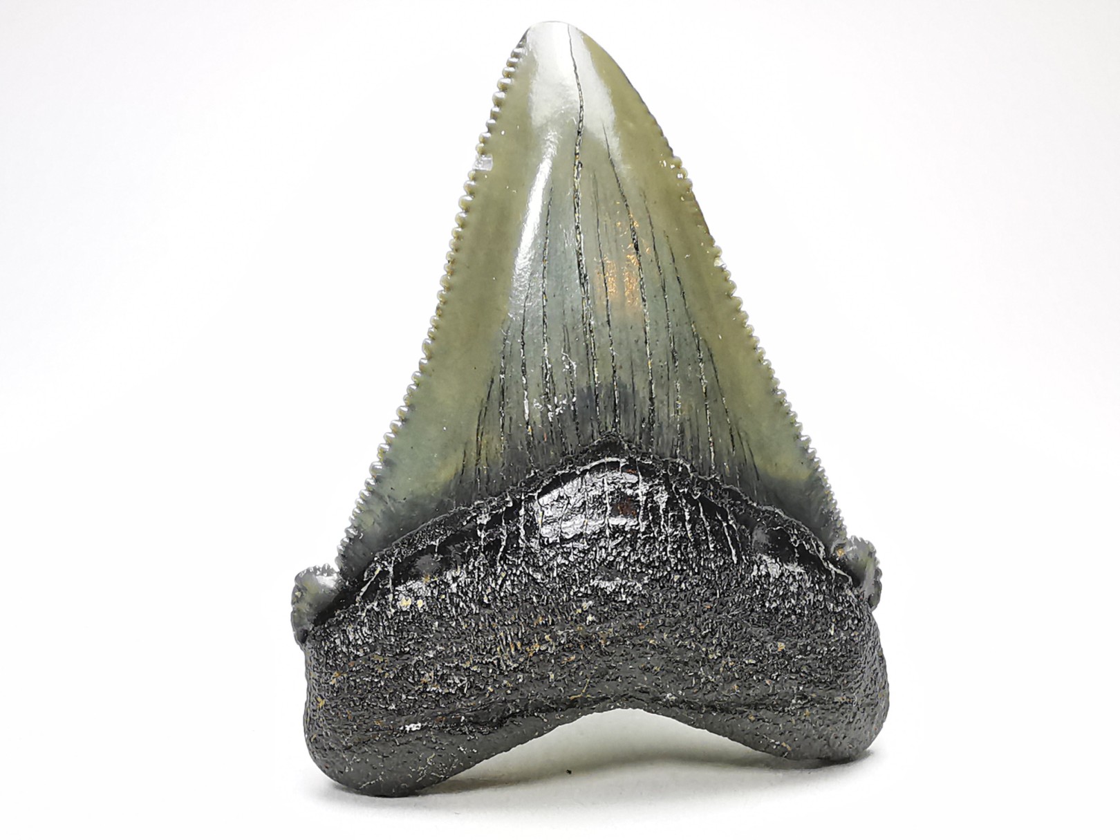 Dent de requin: Carcharodon megalodon, Miocène (USA)