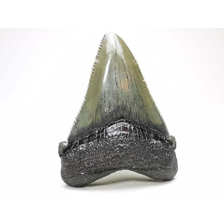 shark teeth: Carcharodon megalodon - Miocene (USA)