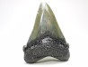 Dent de requin: Carcharodon megalodon, Miocène (USA)