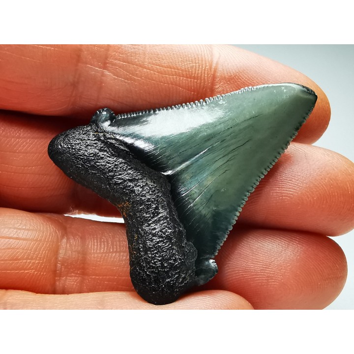 shark teeth: Carcharodon megalodon - Miocene (USA)