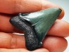 shark teeth: Carcharodon megalodon - Miocene (USA)