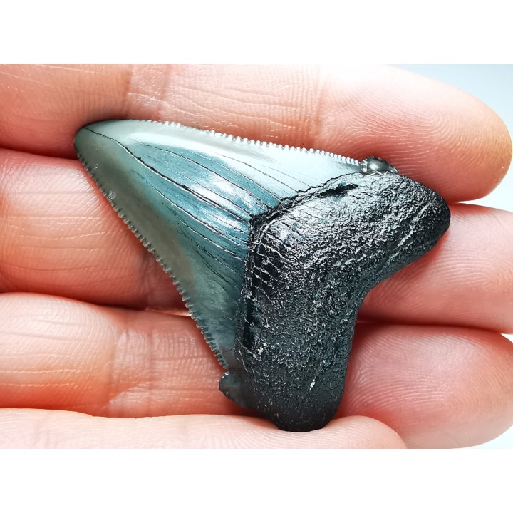 shark teeth: Carcharodon megalodon - Miocene (USA)