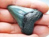 shark teeth: Carcharodon megalodon - Miocene (USA)