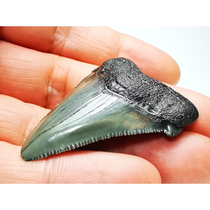 shark teeth: Carcharodon megalodon - Miocene (USA)