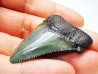 shark teeth: Carcharodon megalodon - Miocene (USA)