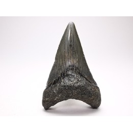 Dent de requin: Carcharodon megalodon, Miocène (USA)