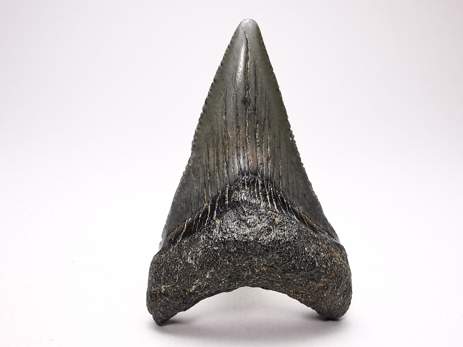 Dent de requin: Carcharodon megalodon, Miocène (USA)
